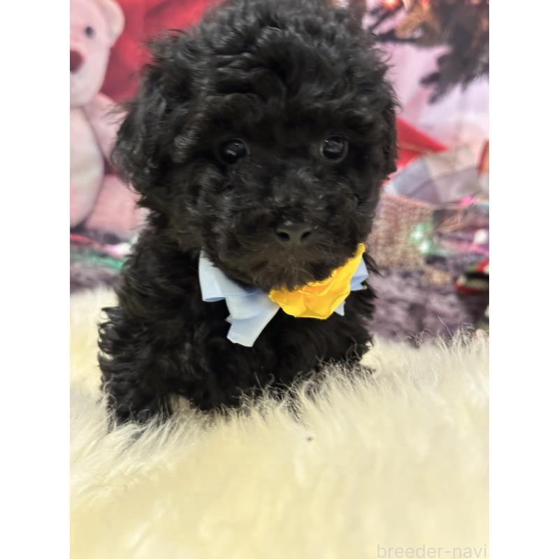 販売中の広島県のタイニープードル-428887の4枚目