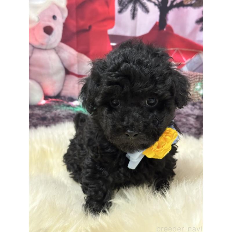 販売中の広島県のタイニープードル-428887の2枚目