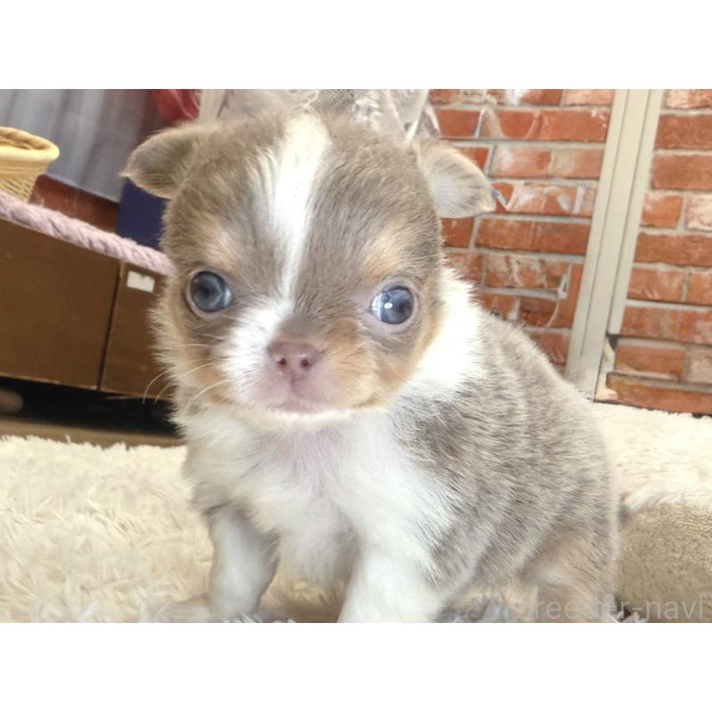 販売中の神奈川県のチワワ(ロングコート)-428889の6枚目