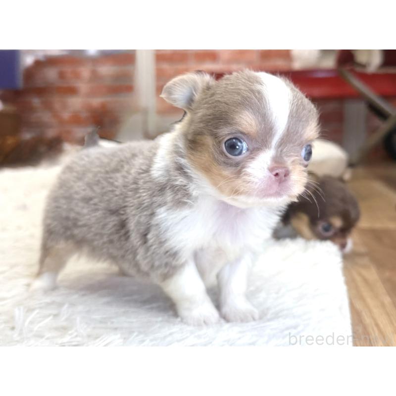 販売中の神奈川県のチワワ(ロングコート)-428889の5枚目