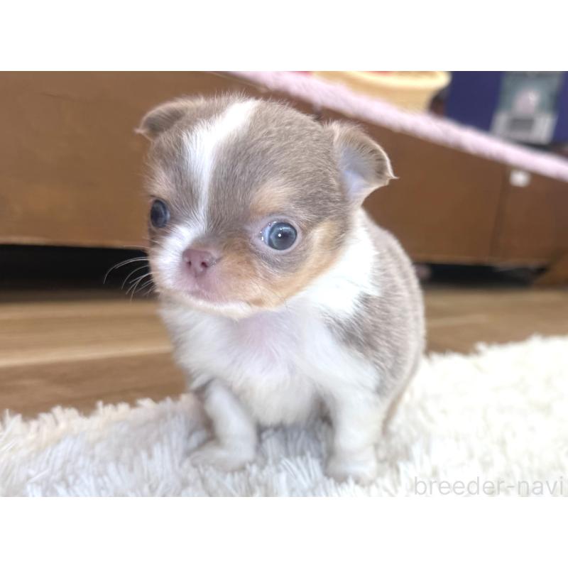 販売中の神奈川県のチワワ(ロングコート)-428889の4枚目