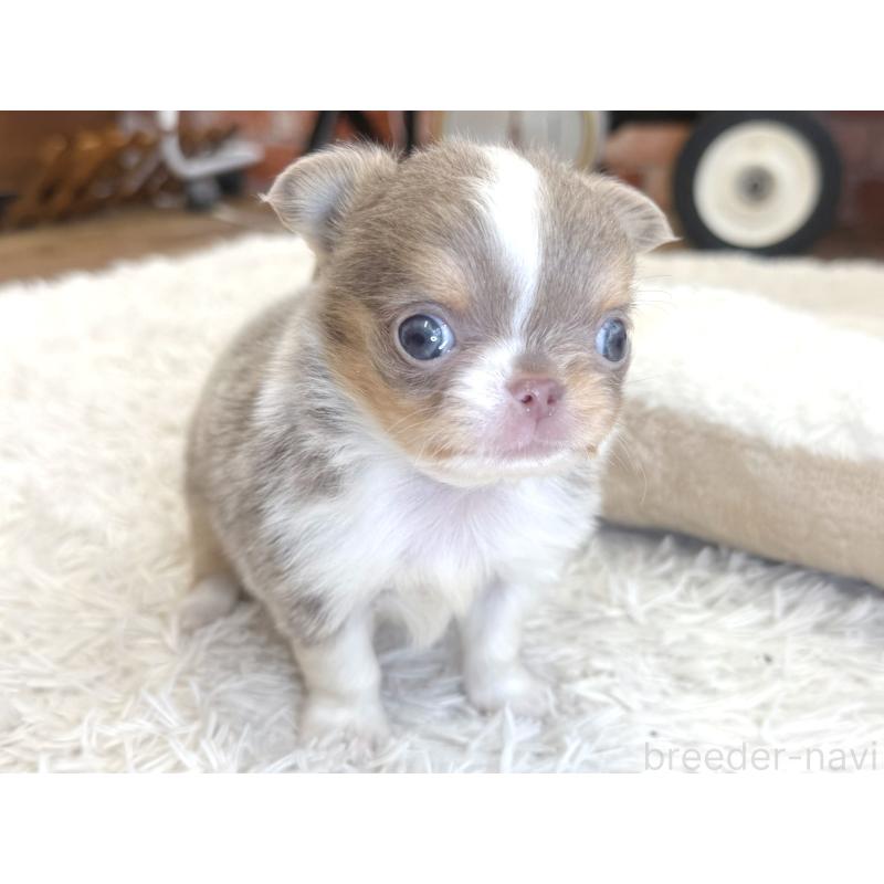 販売中の神奈川県のチワワ(ロングコート)-428889の3枚目