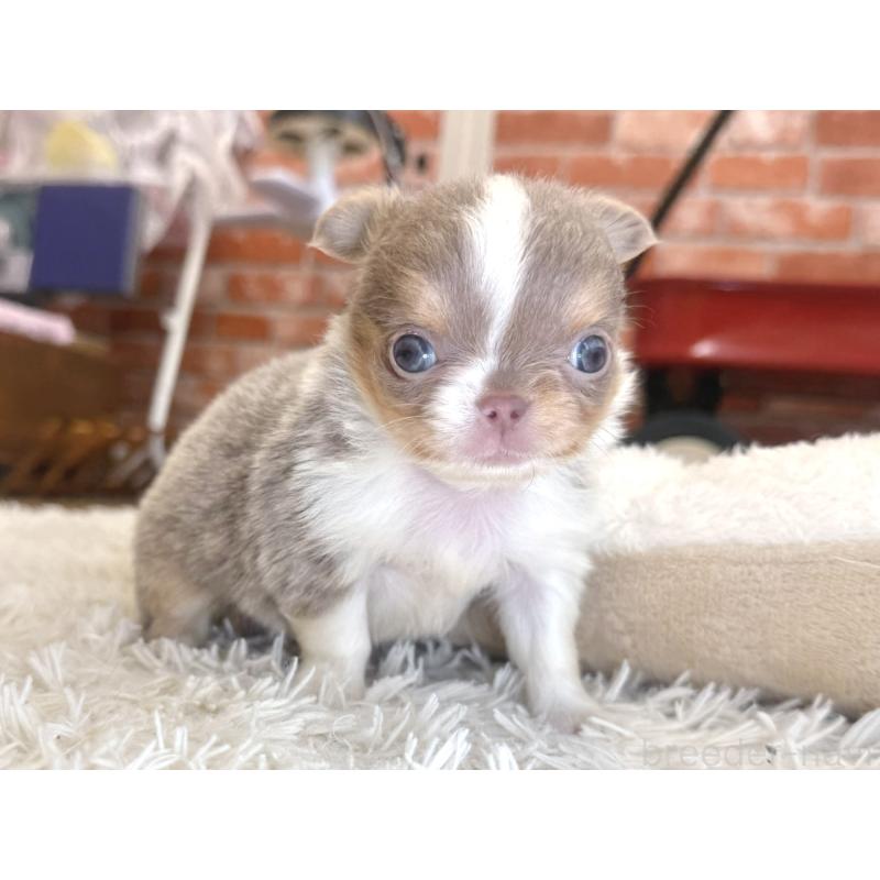 販売中の神奈川県のチワワ(ロングコート)-428889の2枚目