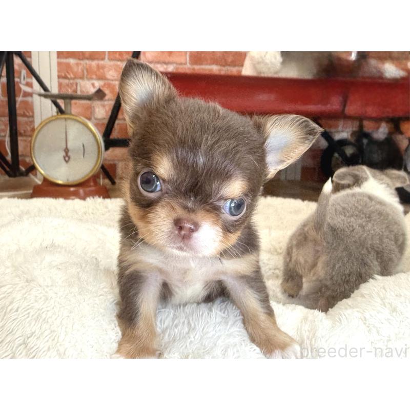 販売中の神奈川県のチワワ(ロングコート)-428890の6枚目