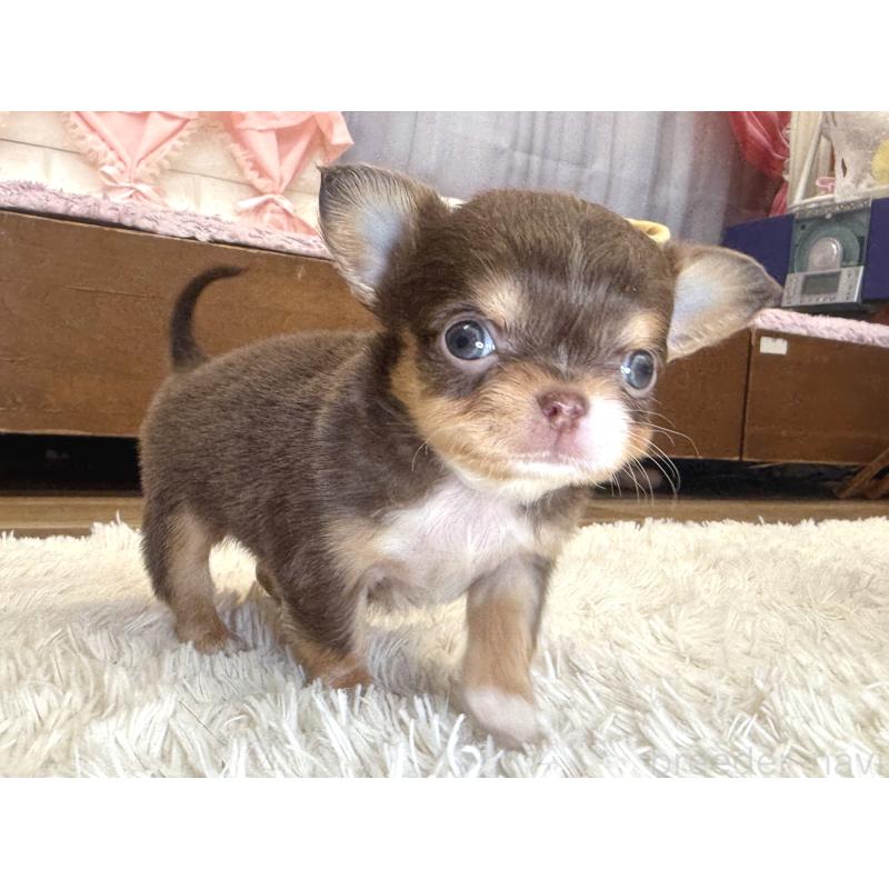 販売中の神奈川県のチワワ(ロングコート)-428890の5枚目