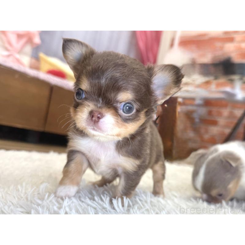 販売中の神奈川県のチワワ(ロングコート)-428890の4枚目