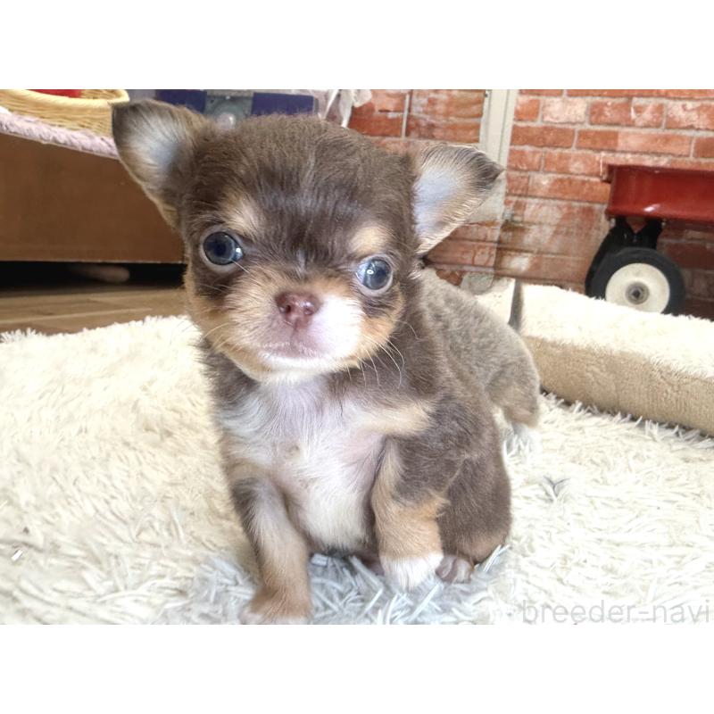 販売中の神奈川県のチワワ(ロングコート)-428890の3枚目