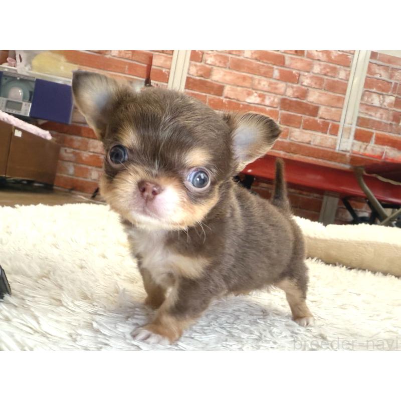 販売中の神奈川県のチワワ(ロングコート)-428890の2枚目