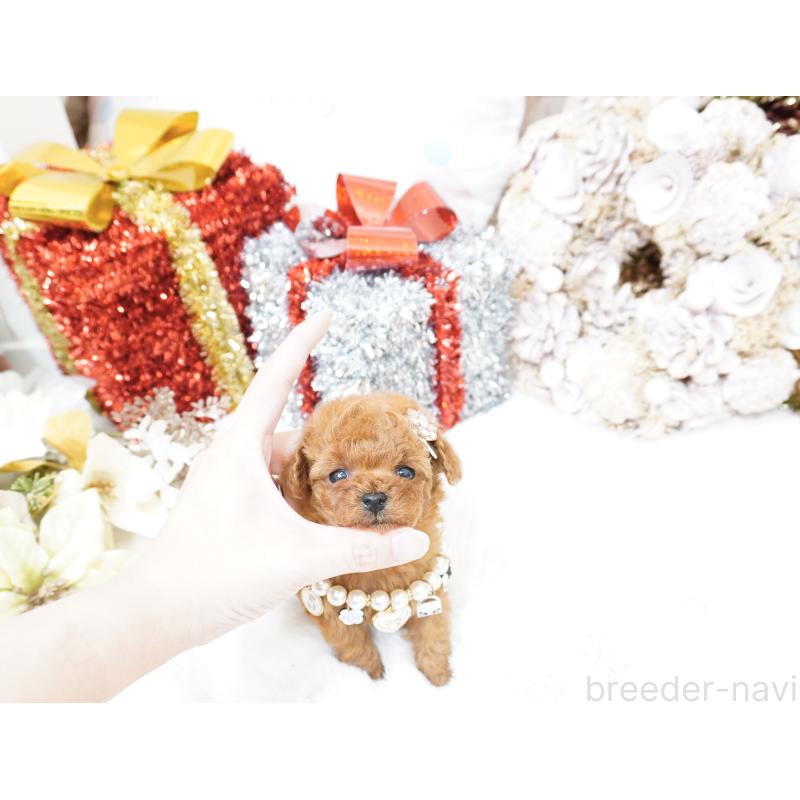 販売中の大阪府のティーカッププードル-428895の16枚目