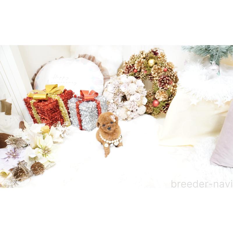 販売中の大阪府のティーカッププードル-428895の15枚目