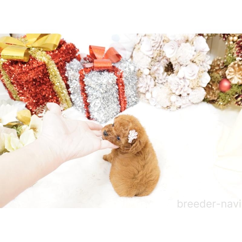 販売中の大阪府のティーカッププードル-428895の14枚目