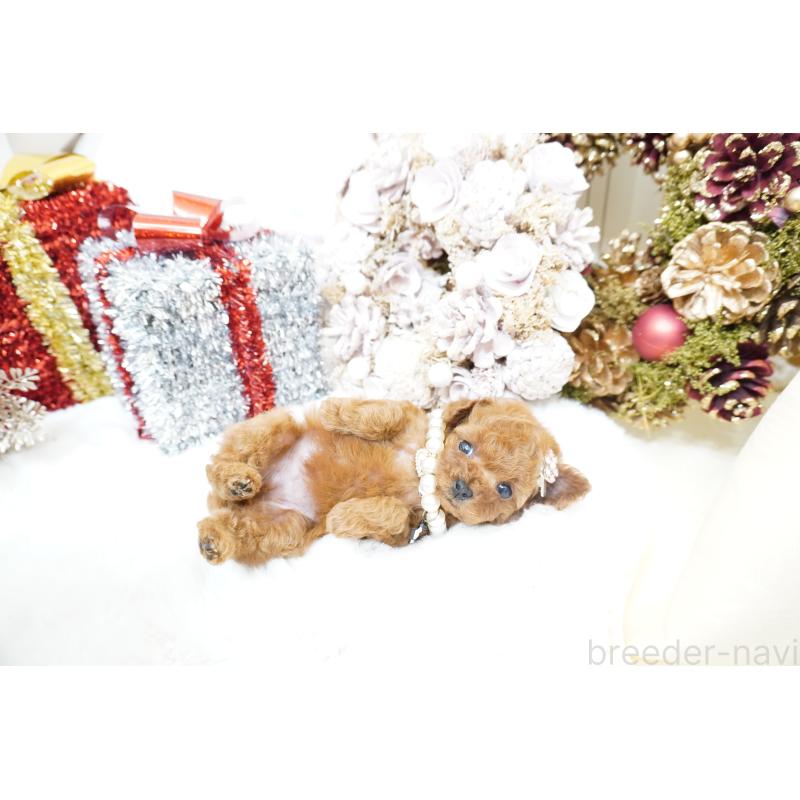 販売中の大阪府のティーカッププードル-428895の13枚目