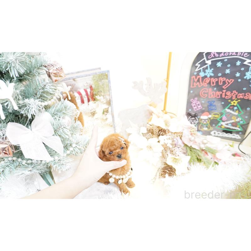 販売中の大阪府のティーカッププードル-428895の12枚目