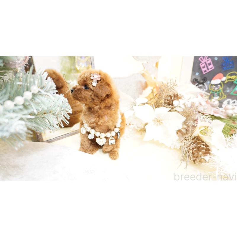 販売中の大阪府のティーカッププードル-428895の11枚目