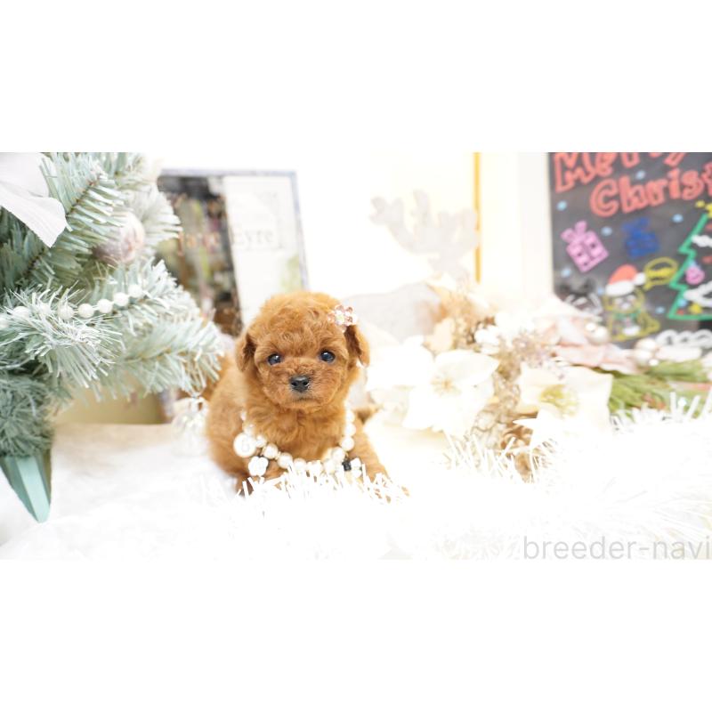 販売中の大阪府のティーカッププードル-428895の10枚目