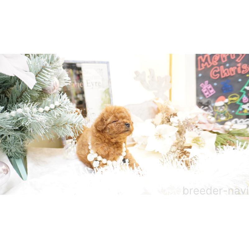 販売中の大阪府のティーカッププードル-428895の9枚目