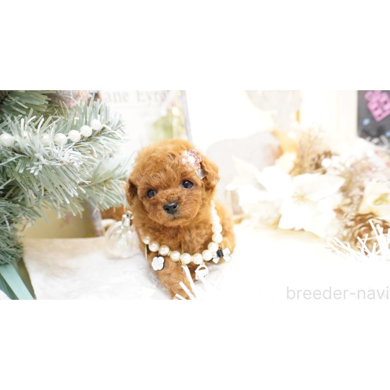 販売中の大阪府のティーカッププードル-428895の8枚目