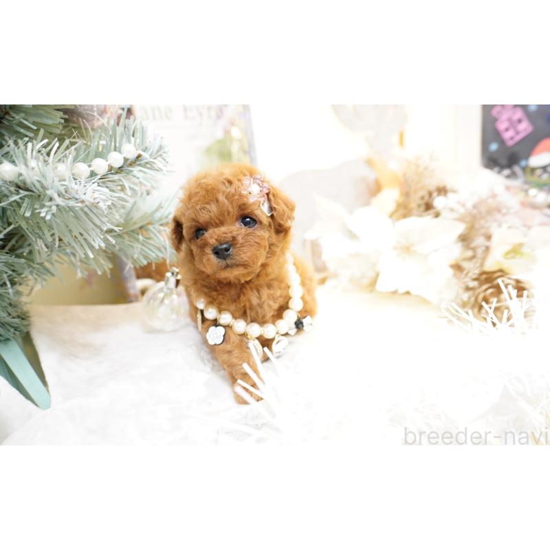 販売中の大阪府のティーカッププードル-428895の7枚目