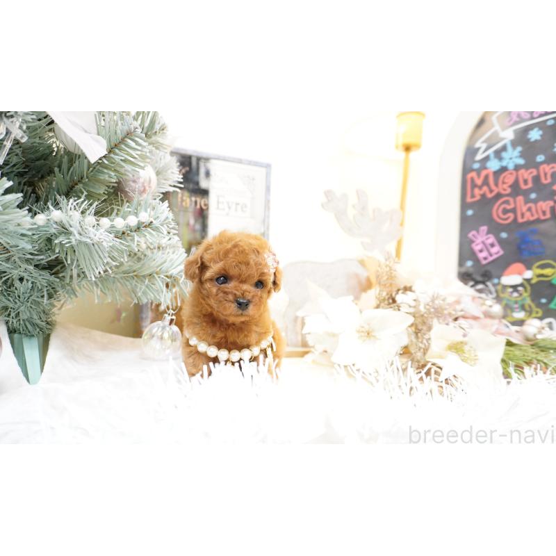 販売中の大阪府のティーカッププードル-428895の6枚目