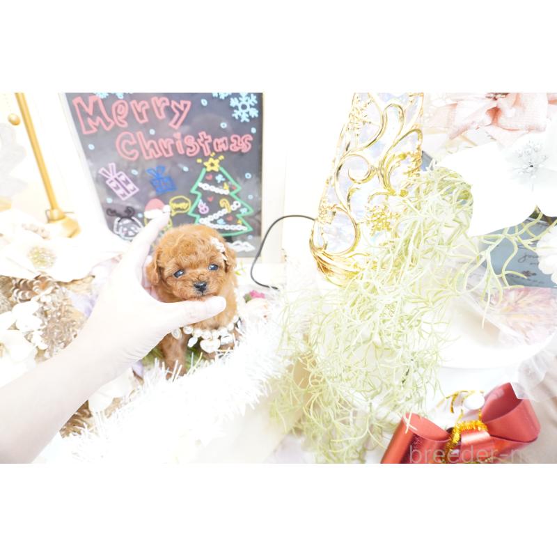 販売中の大阪府のティーカッププードル-428895の5枚目