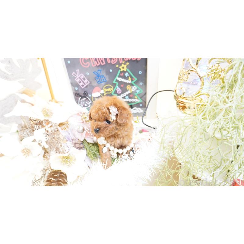 販売中の大阪府のティーカッププードル-428895の4枚目