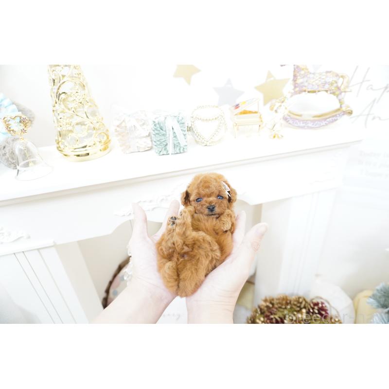 販売中の大阪府のティーカッププードル-428895の3枚目