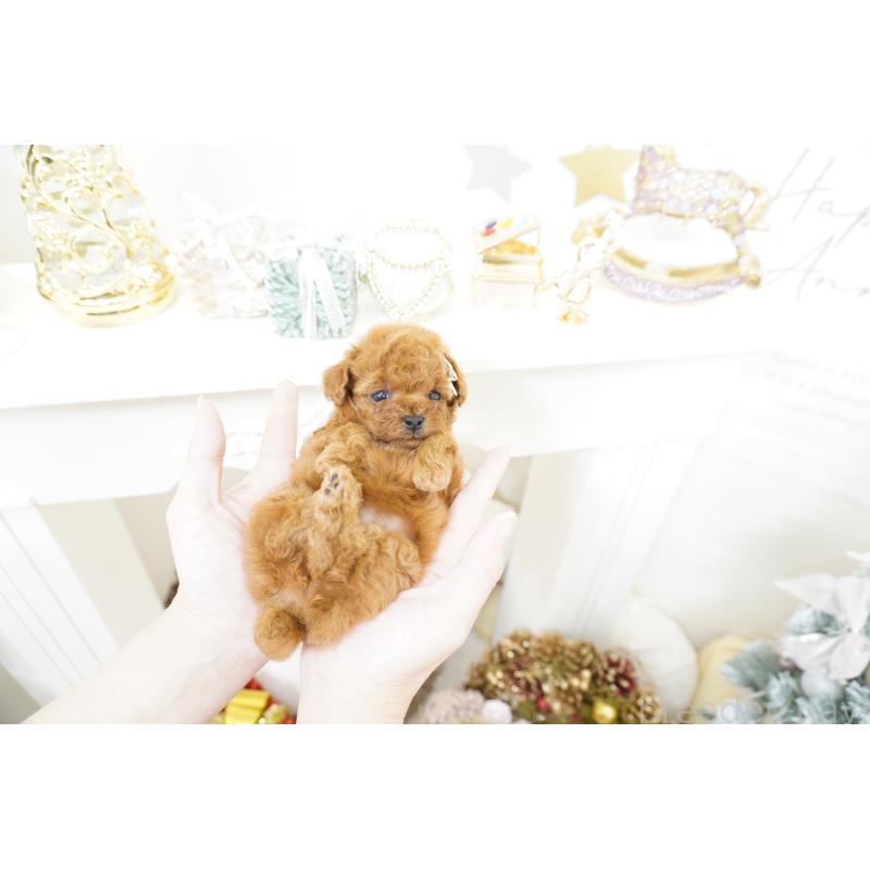 販売中の大阪府のティーカッププードル-428895の2枚目