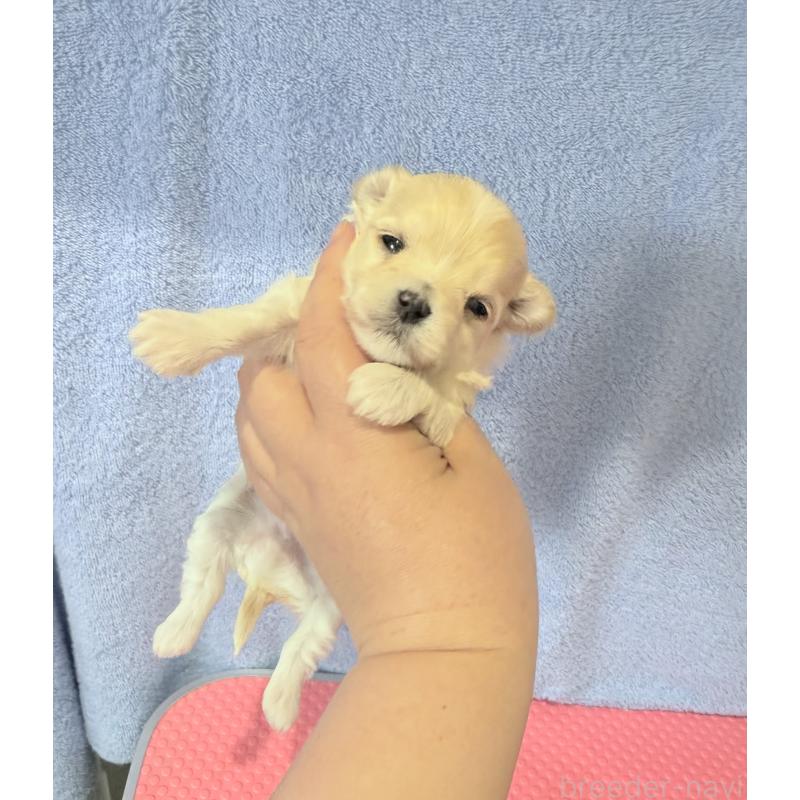 販売中の山形県のミックス犬-428891の4枚目