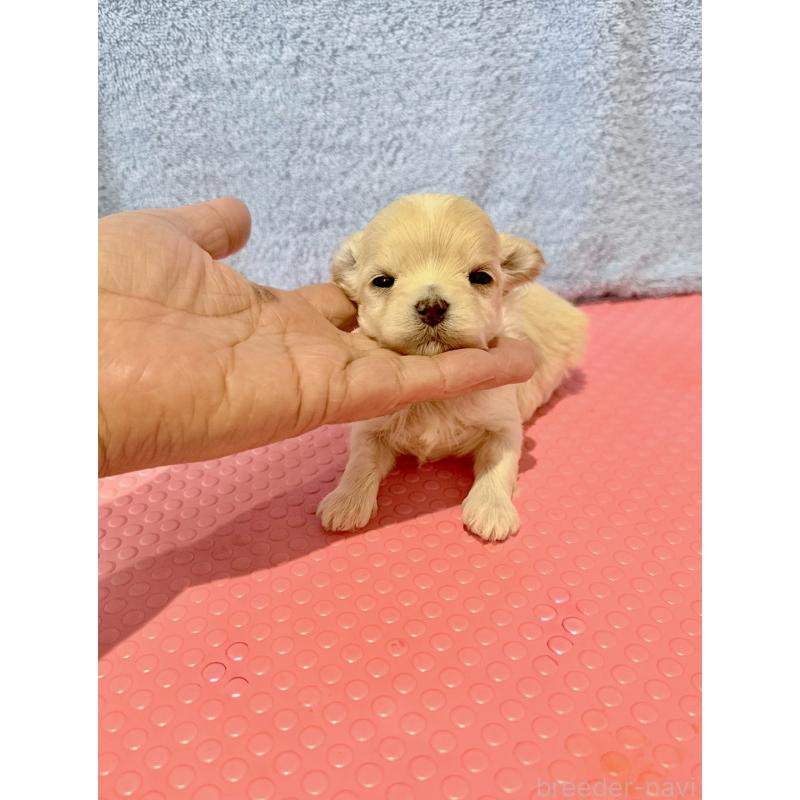 販売中の山形県のミックス犬-428891の3枚目