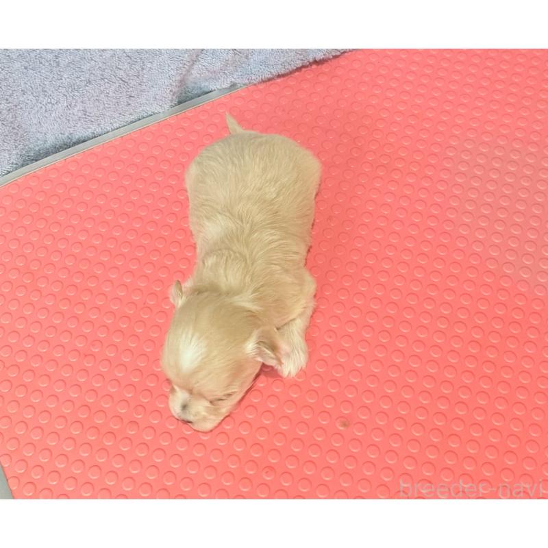 販売中の山形県のミックス犬-428891の2枚目