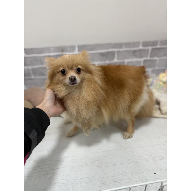販売中の東京都のポメラニアン-244833の2枚目