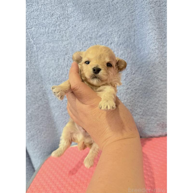 販売中の山形県のミックス犬-428892の3枚目