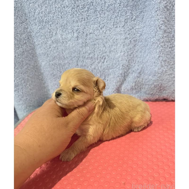 販売中の山形県のミックス犬-428892の2枚目