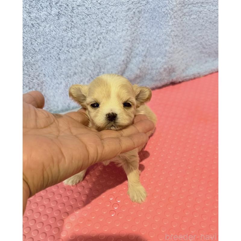 販売中の山形県のミックス犬-428893の3枚目