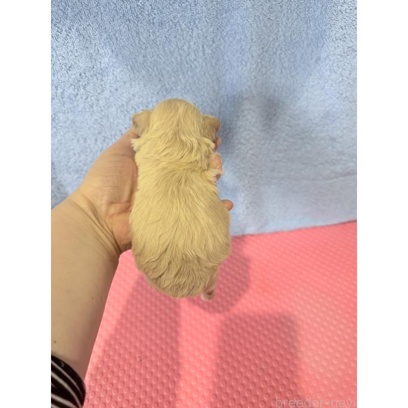 販売中の山形県のミックス犬-428893の2枚目