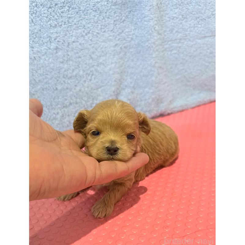 販売中の山形県のミックス犬-428894の4枚目