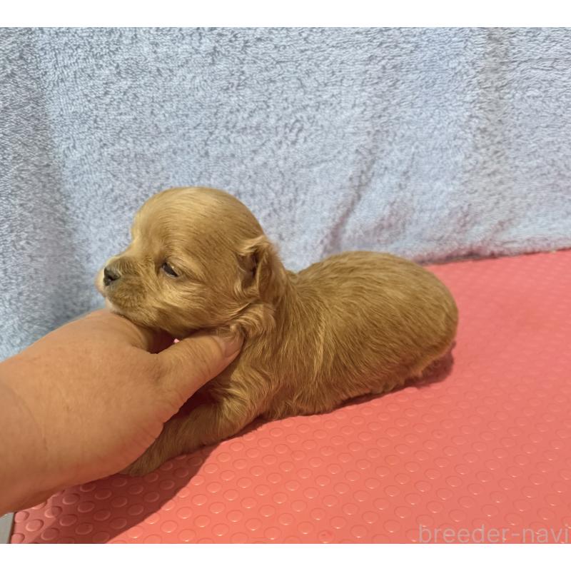 販売中の山形県のミックス犬-428894の3枚目