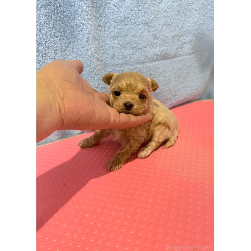 販売中の山形県のミックス犬-428896の4枚目