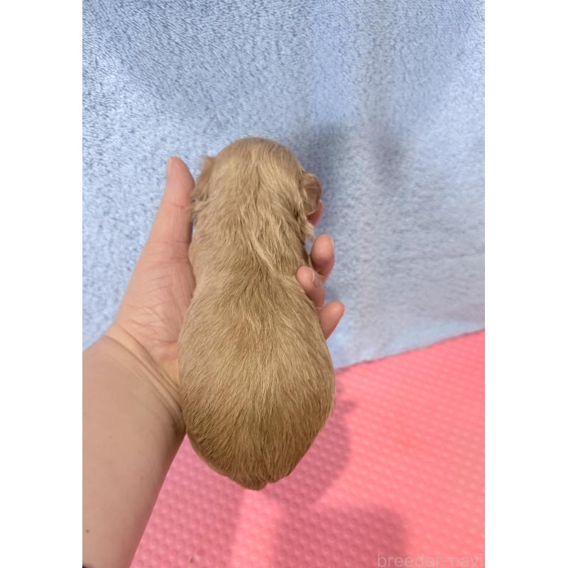 販売中の山形県のミックス犬-428896の3枚目