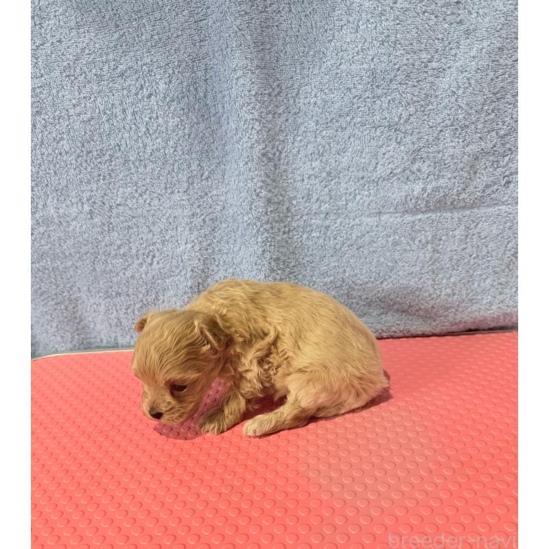 販売中の山形県のミックス犬-428896の2枚目