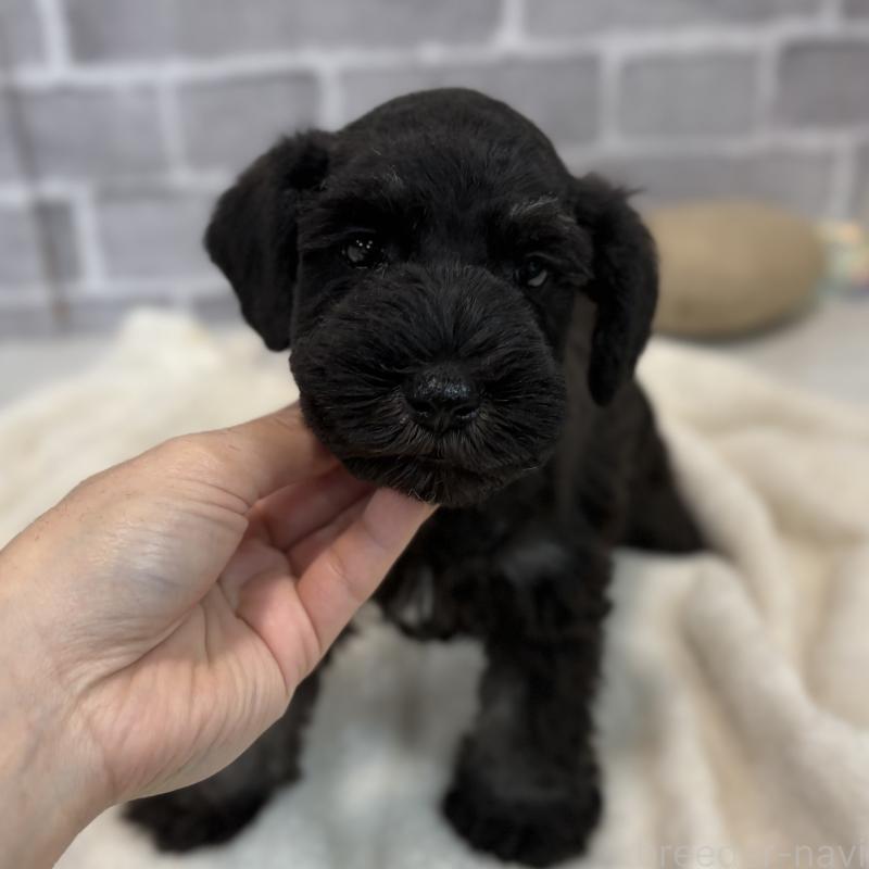 販売中の東京都のミニチュアシュナウザー-428897の10枚目