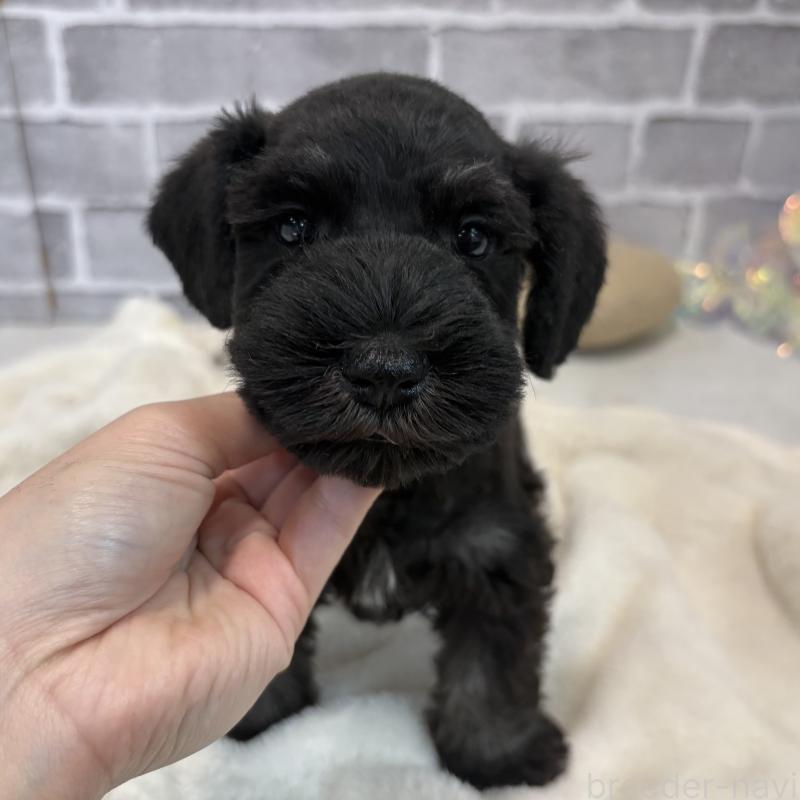 販売中の東京都のミニチュアシュナウザー-428897の9枚目