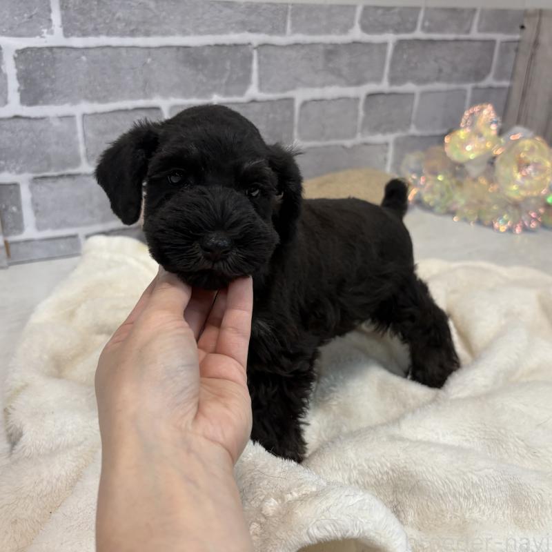 販売中の東京都のミニチュアシュナウザー-428897の8枚目