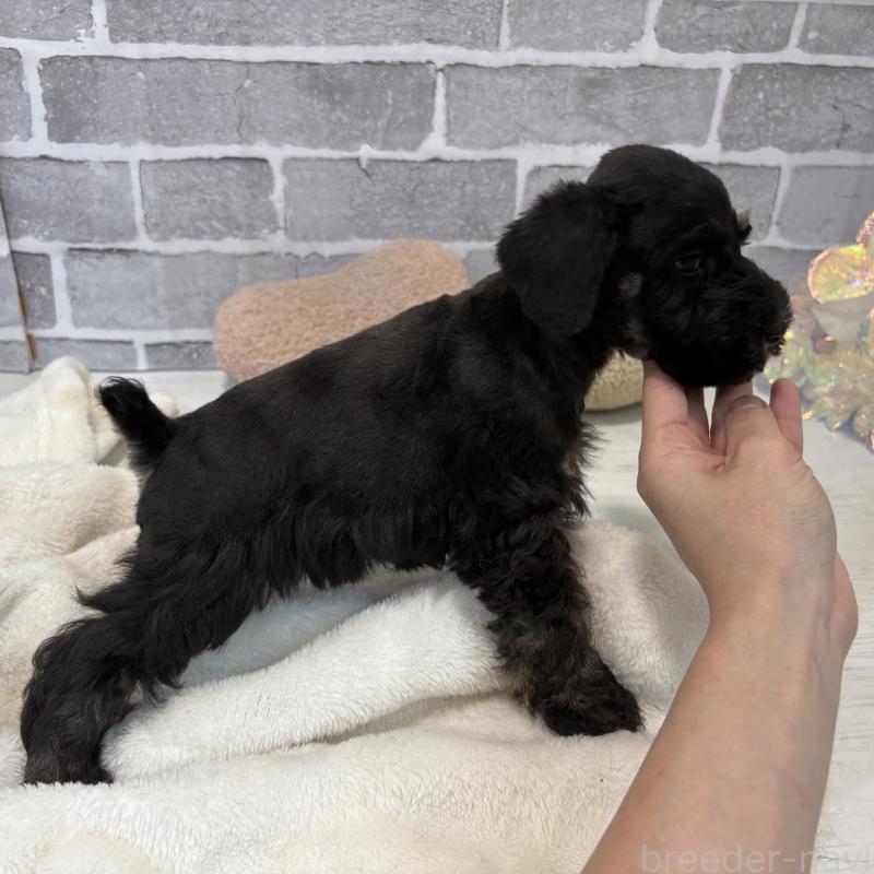 販売中の東京都のミニチュアシュナウザー-428897の6枚目