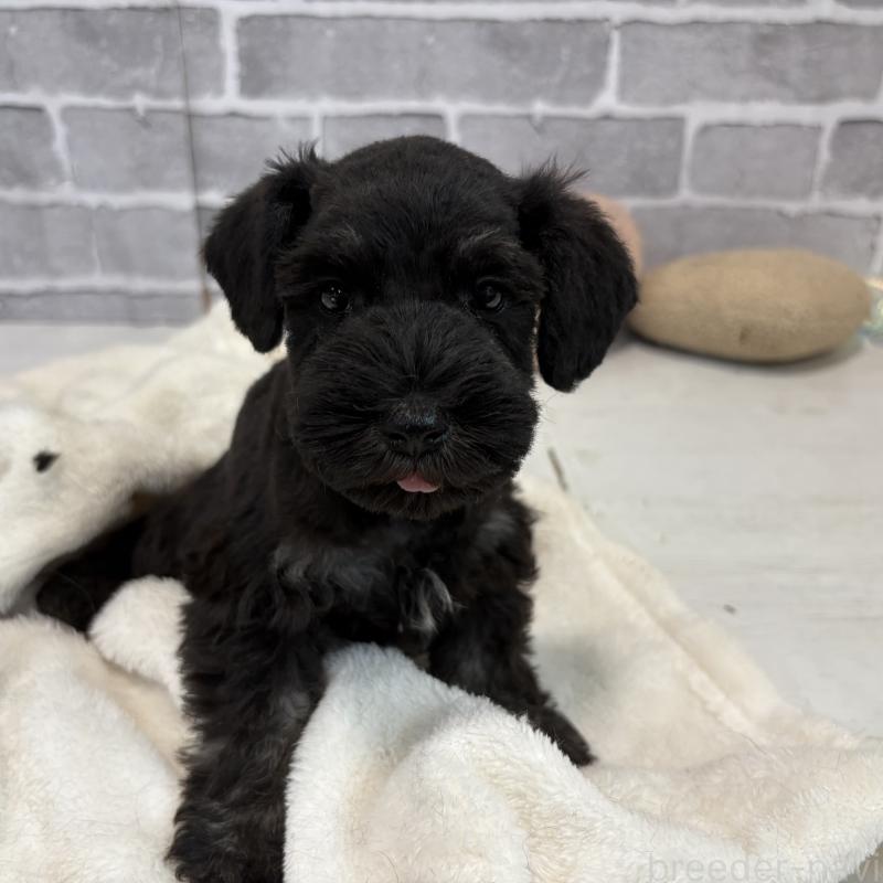 販売中の東京都のミニチュアシュナウザー-428897の5枚目