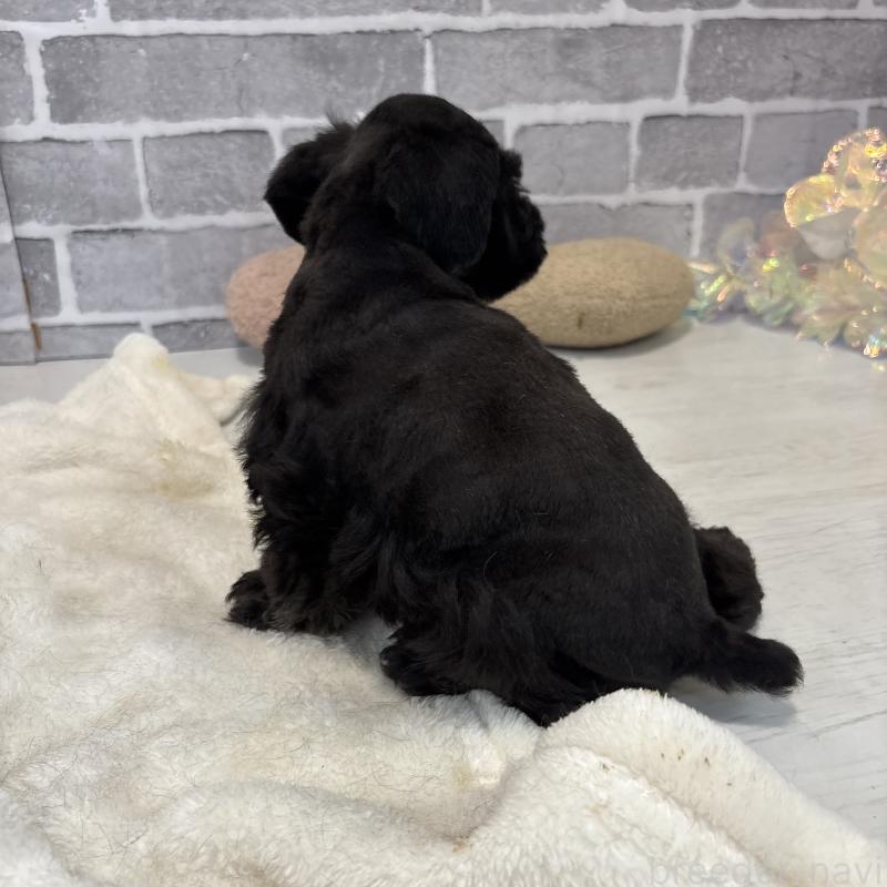 販売中の東京都のミニチュアシュナウザー-428897の4枚目