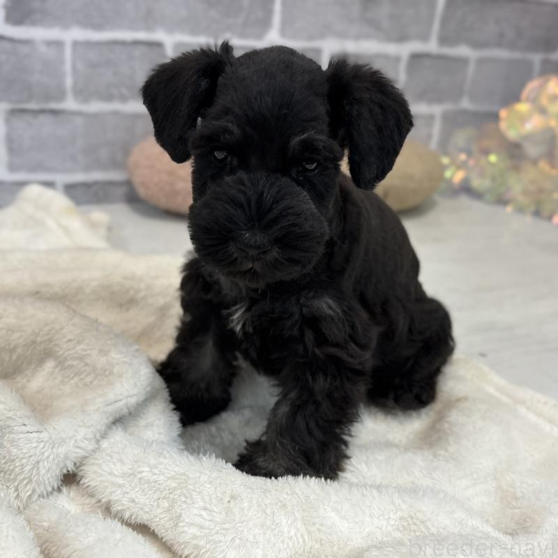 販売中の東京都のミニチュアシュナウザー-428897の3枚目