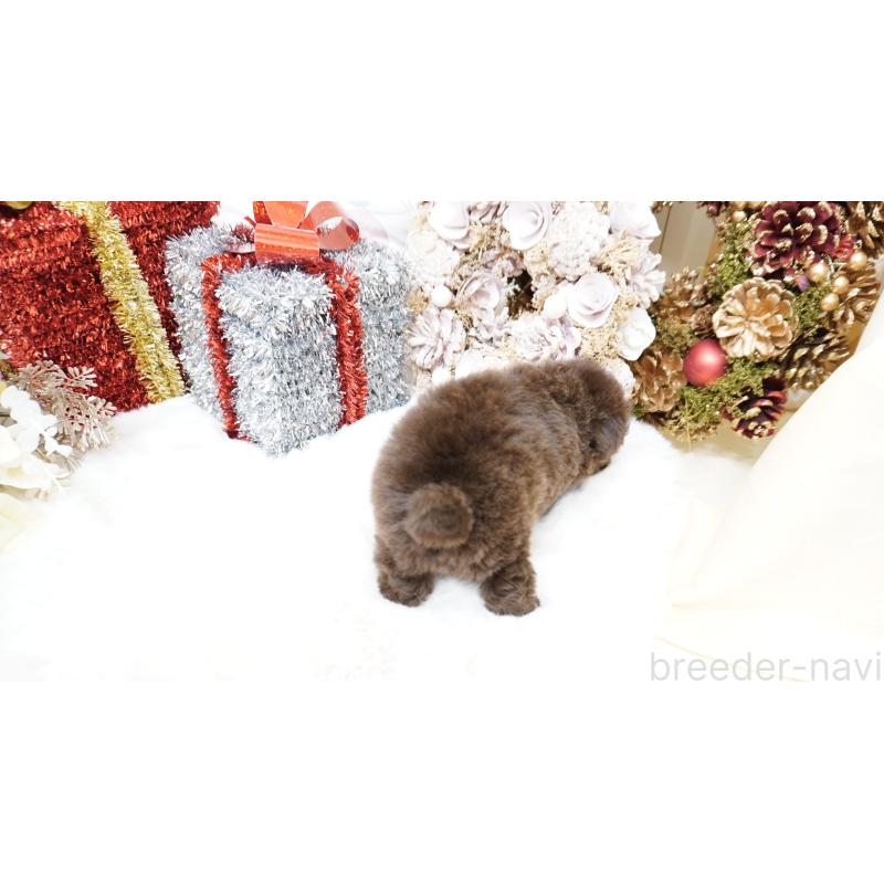 販売中の大阪府のティーカッププードル-428898の14枚目