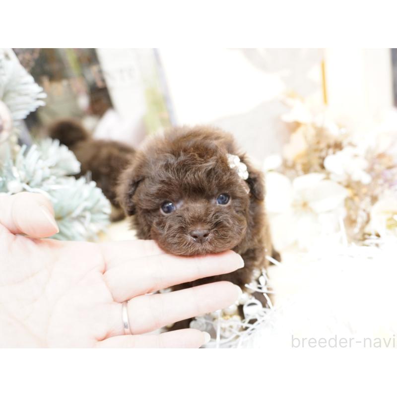 販売中の大阪府のティーカッププードル-428898の13枚目