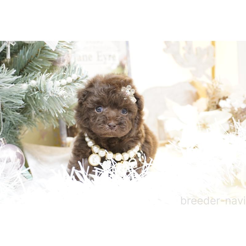 販売中の大阪府のティーカッププードル-428898の11枚目